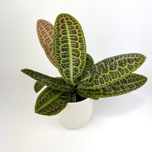 Labisia Kura Kura 13cm Houseplant
