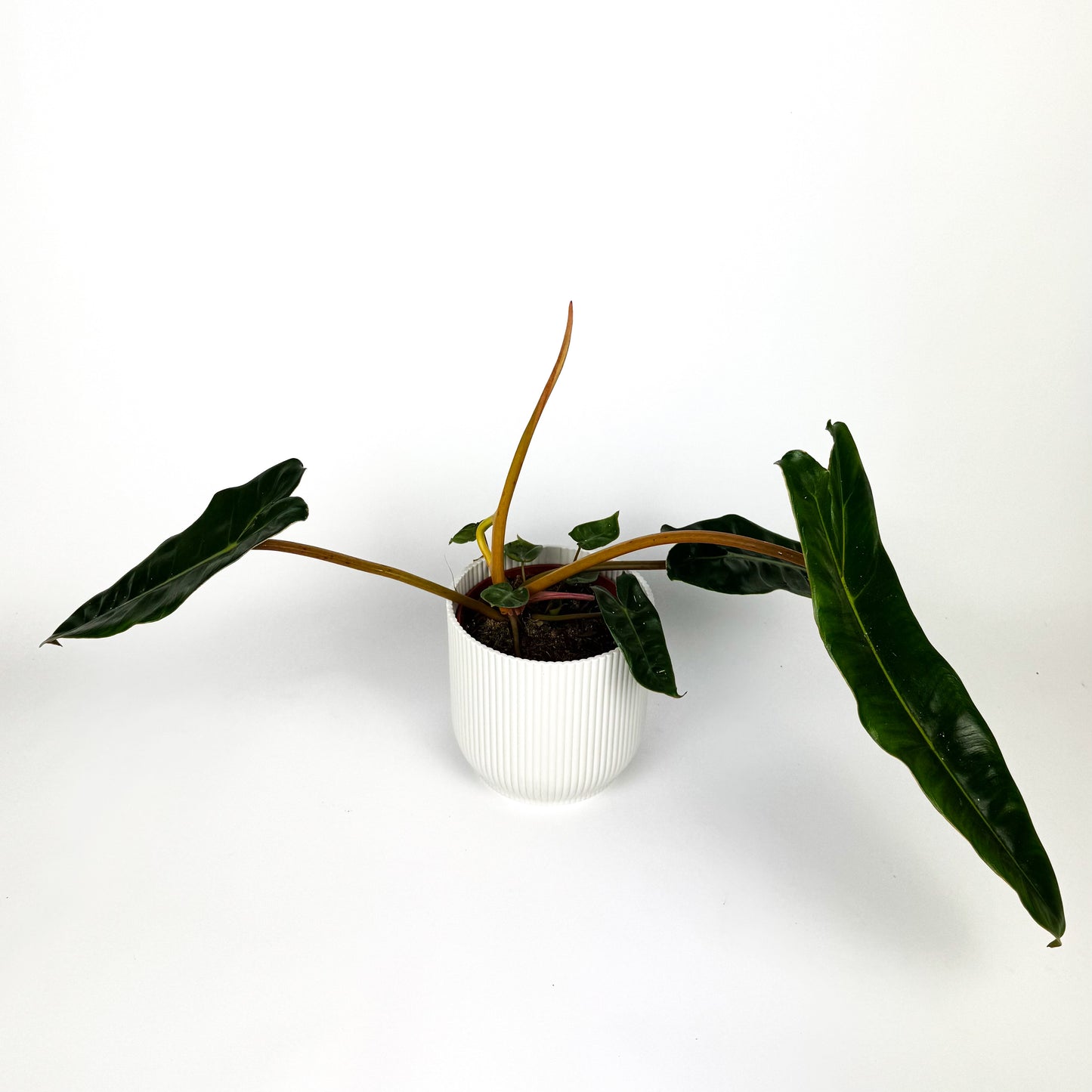 Philodendron Billietiae Houseplant