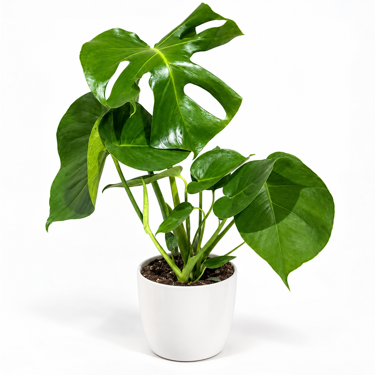 Monstera Deliciosa 17cm Houseplant