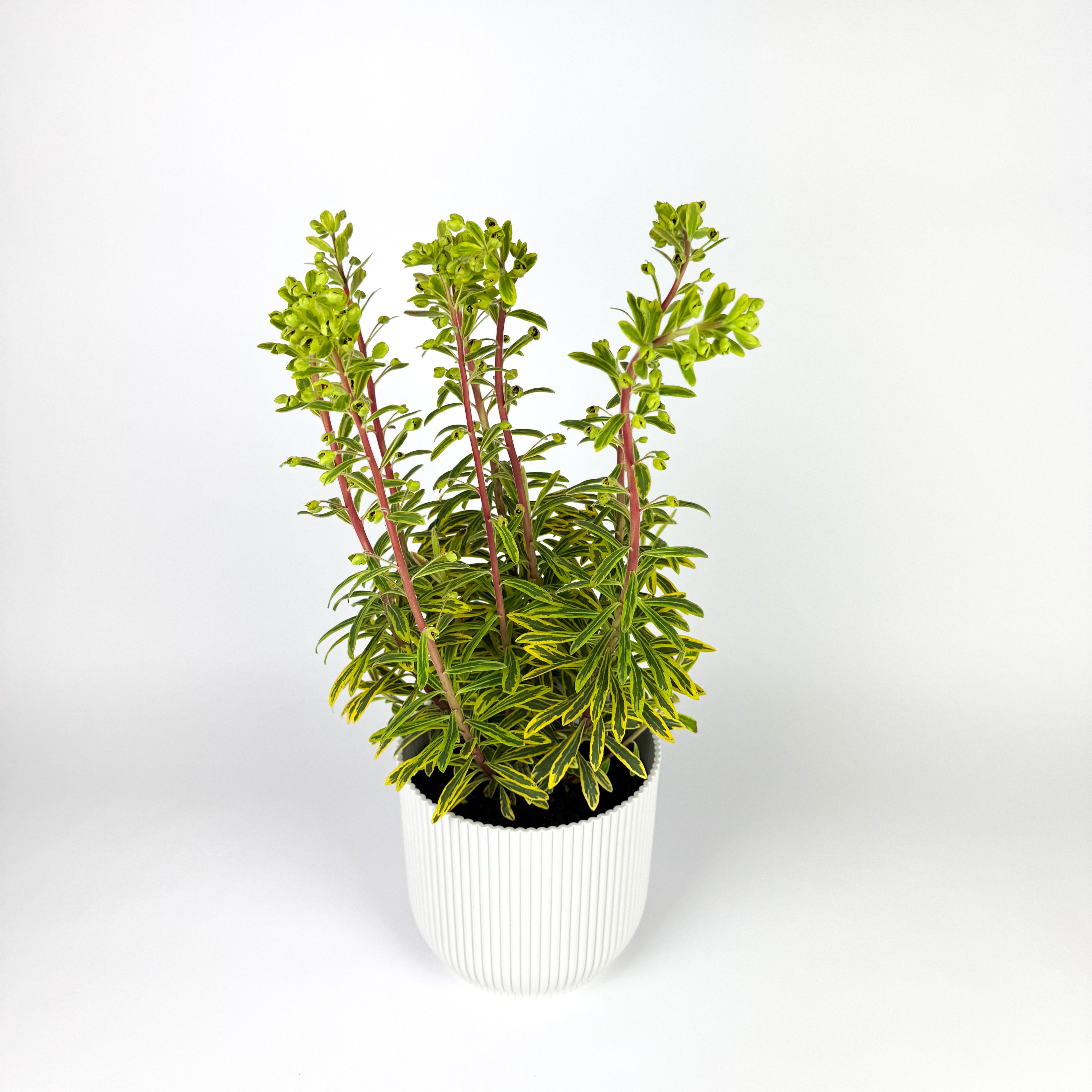 Euphorbia Ascot Rainbow Outdoor Plant