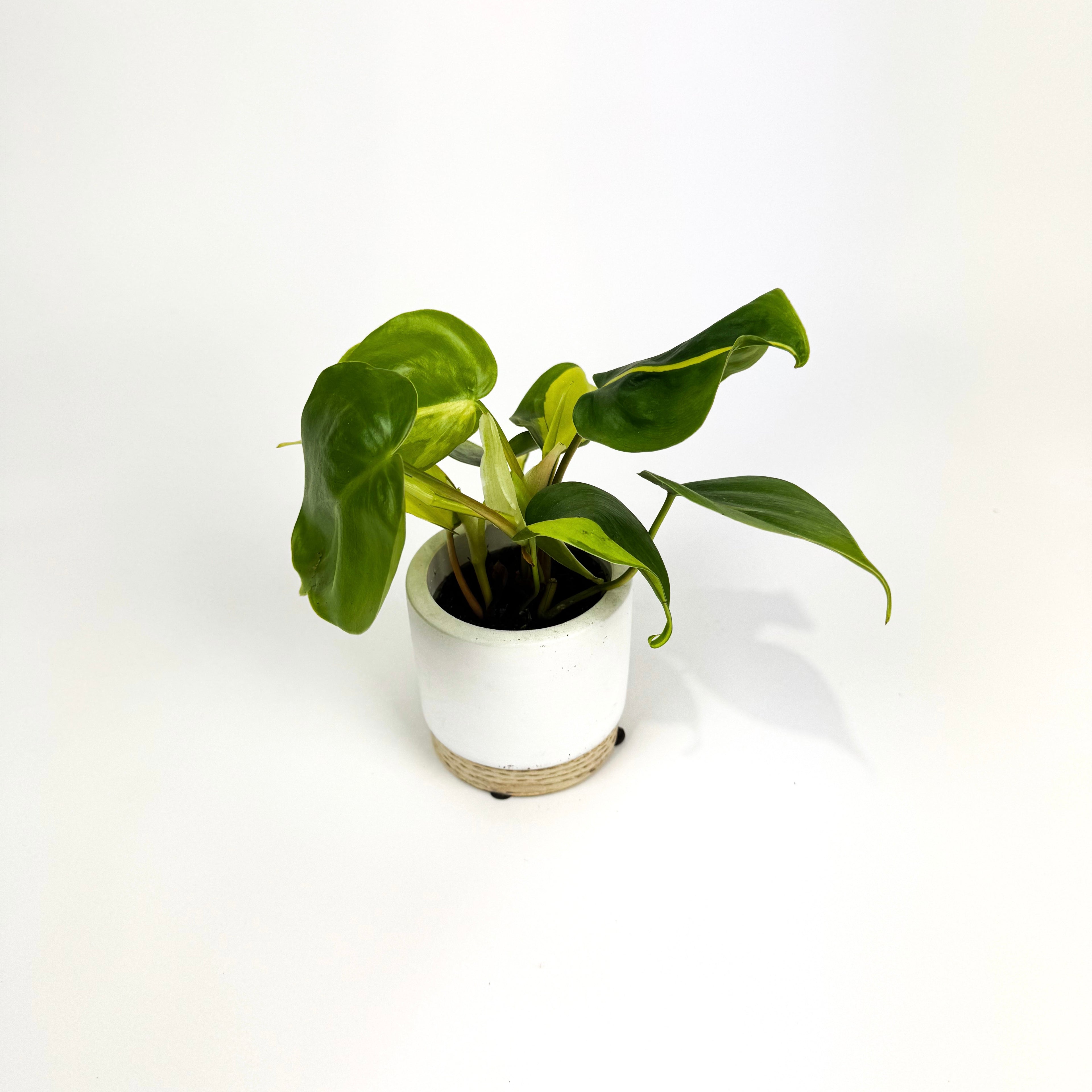 Mini Philodendron Brazil Houseplant