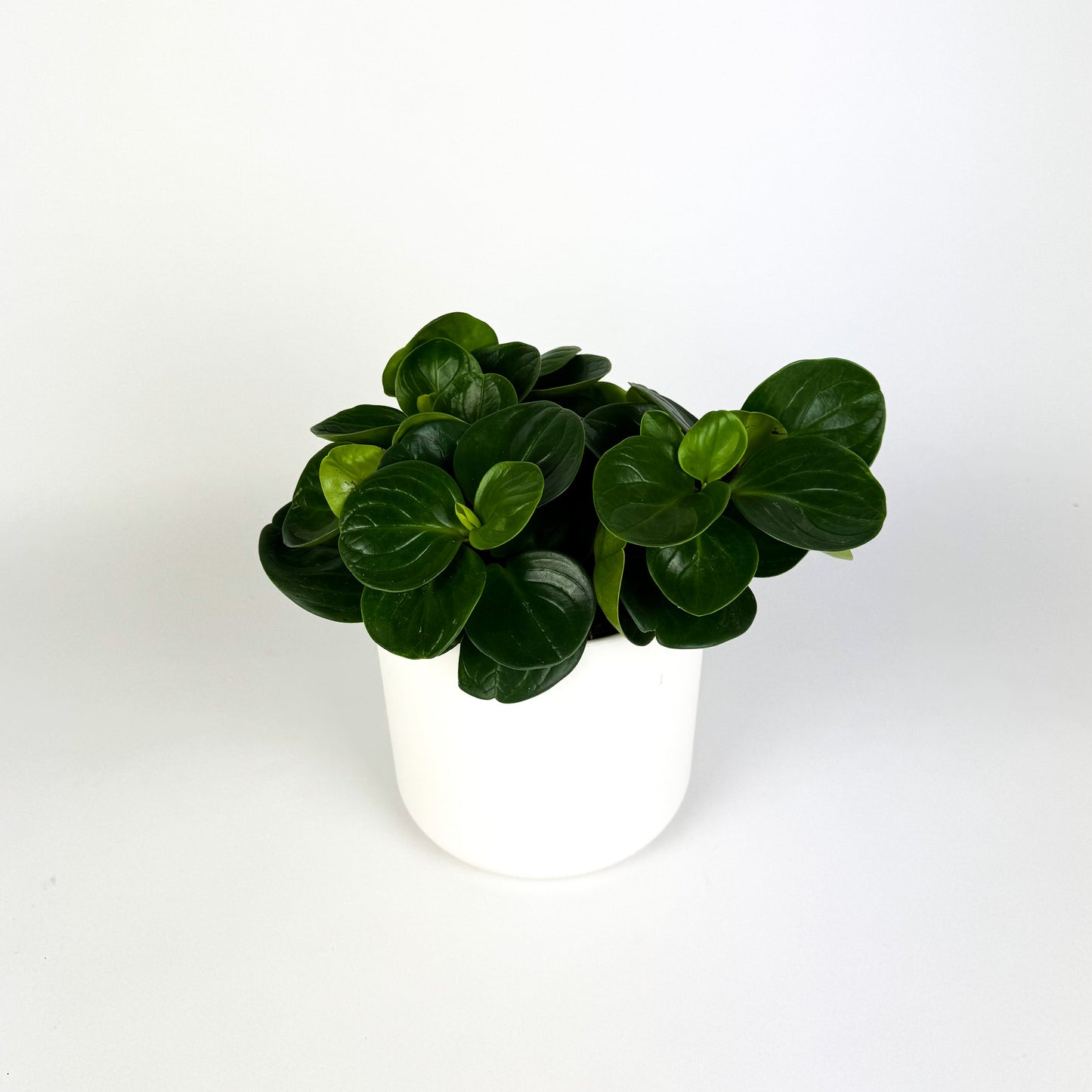 Peperomia Red Canyon Houseplant