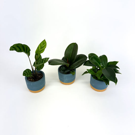 Baby Trio With Blue Ceramic Pots Rubber, Philodendron and a Calathea