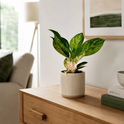 Aglaonema Peach Pearl 12cm Houseplant