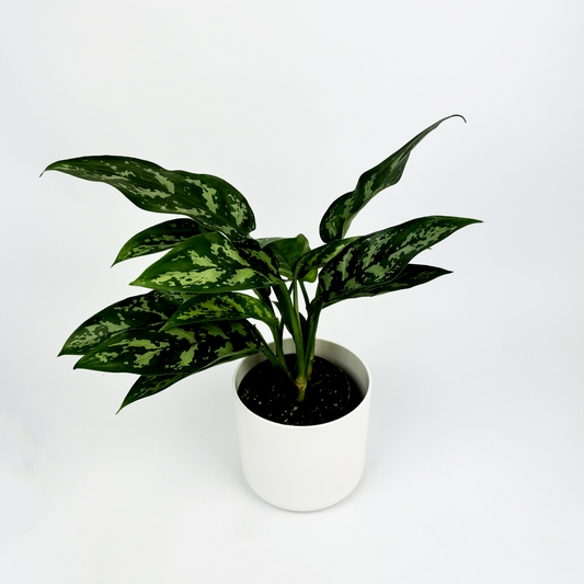 Aglaonema Maria Indoor Houseplant