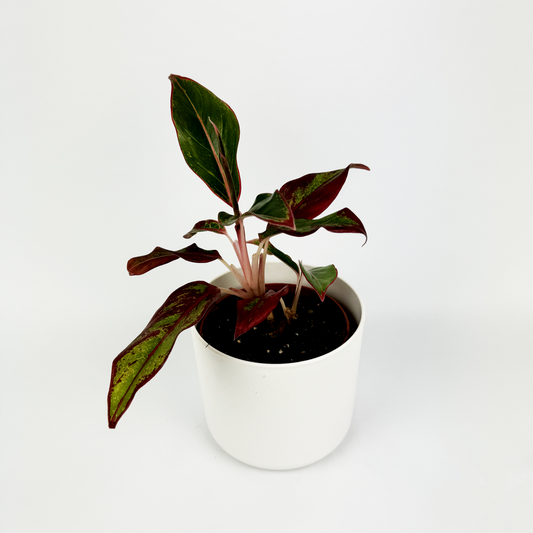 Aglaonema Crete Indoor Houseplant