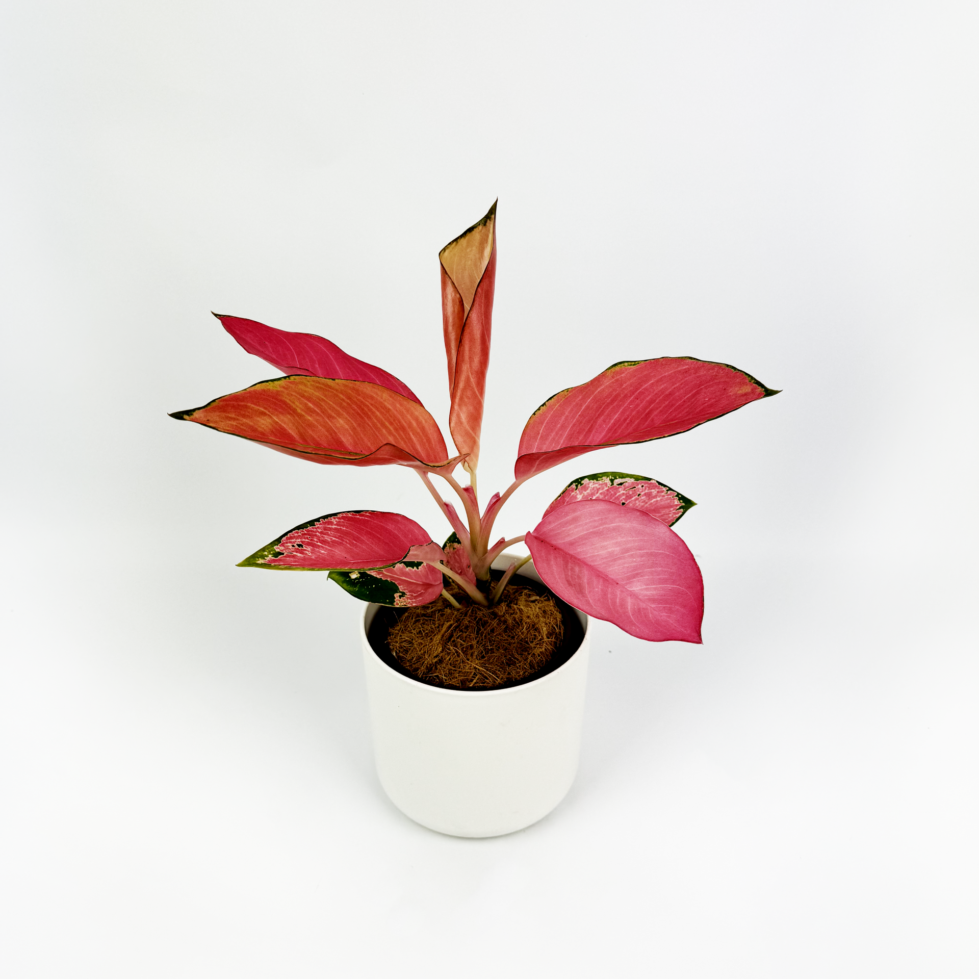 aglaonema flamingo stripes Aglaonema Flamingo Indoor Houseplant – OH SO Floral