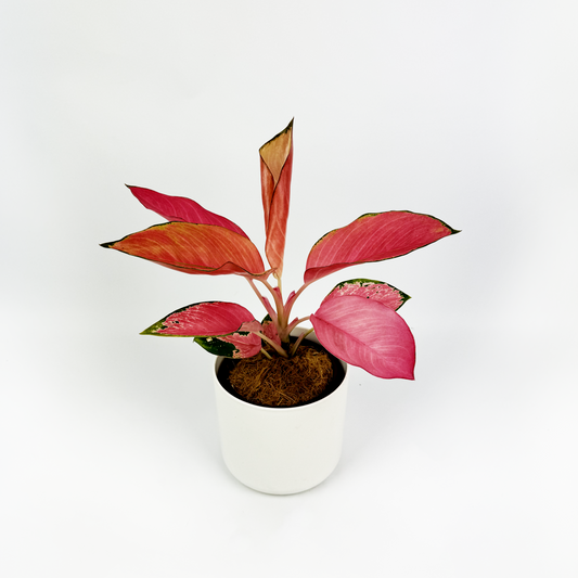 Aglaonema Flamingo Indoor Houseplant