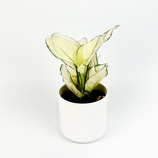 Aglaonema White Joy Indoor Houseplant