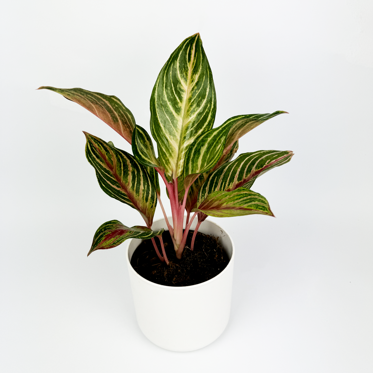 Aglaonema Dreamcatcher Houseplant