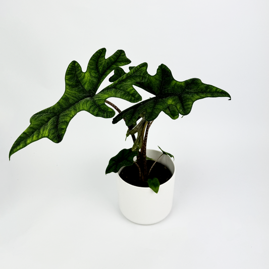 Alocasia Jacklyn Indoor Houseplant