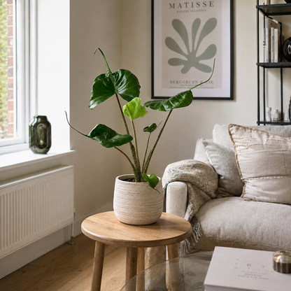 Alocasia Stingray 17cm Hanging Houseplant