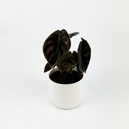Alocasia Red Secret 14cm Potsize Houseplant