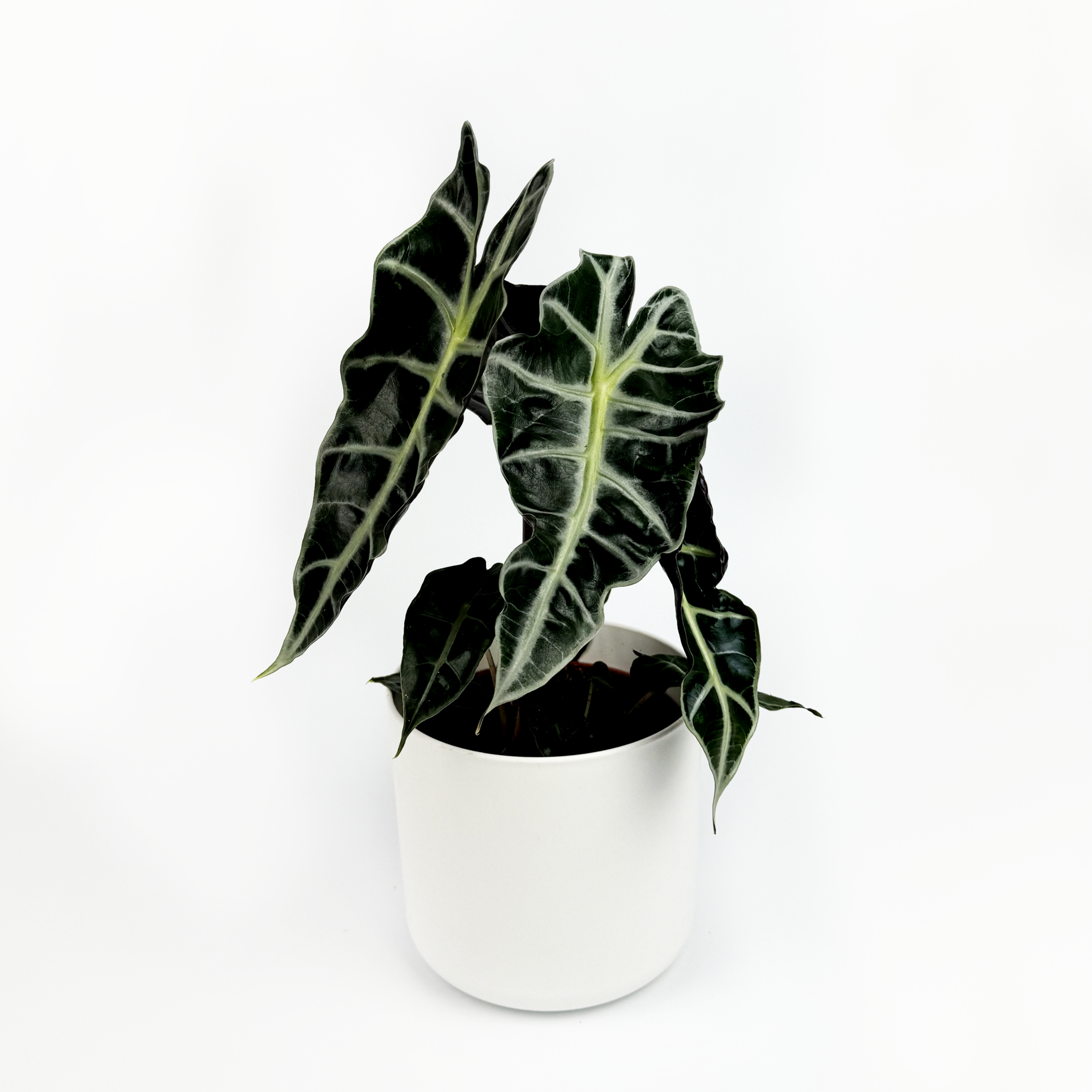 Alocasia Polly Indoor Houseplant