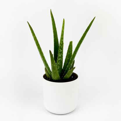 Aloe Vera 10.5cm Houseplant