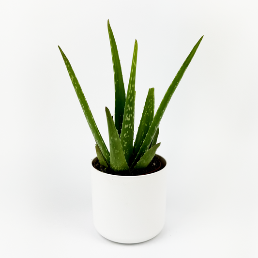 Aloe Vera Indoor Houseplant