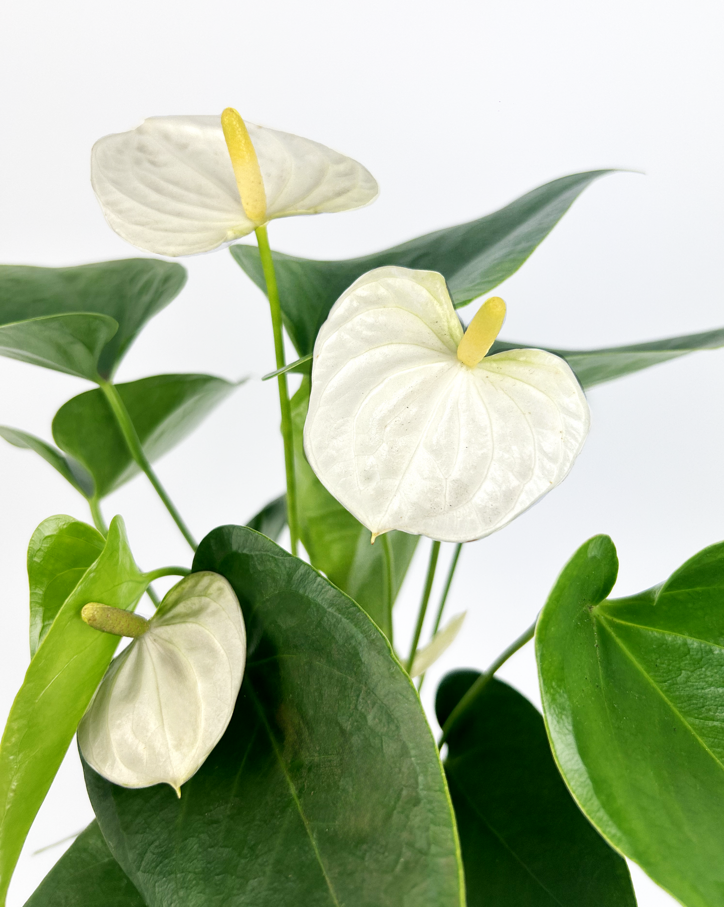 White Anthurium Indoor Houseplant