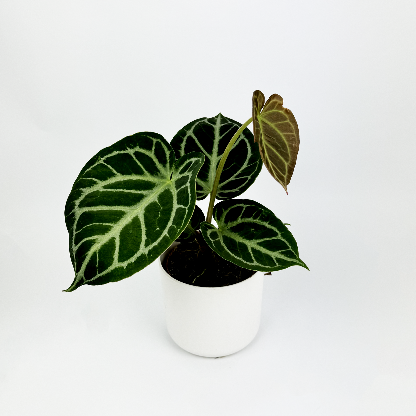 Anthurium Silver Blush Indoor Houseplant