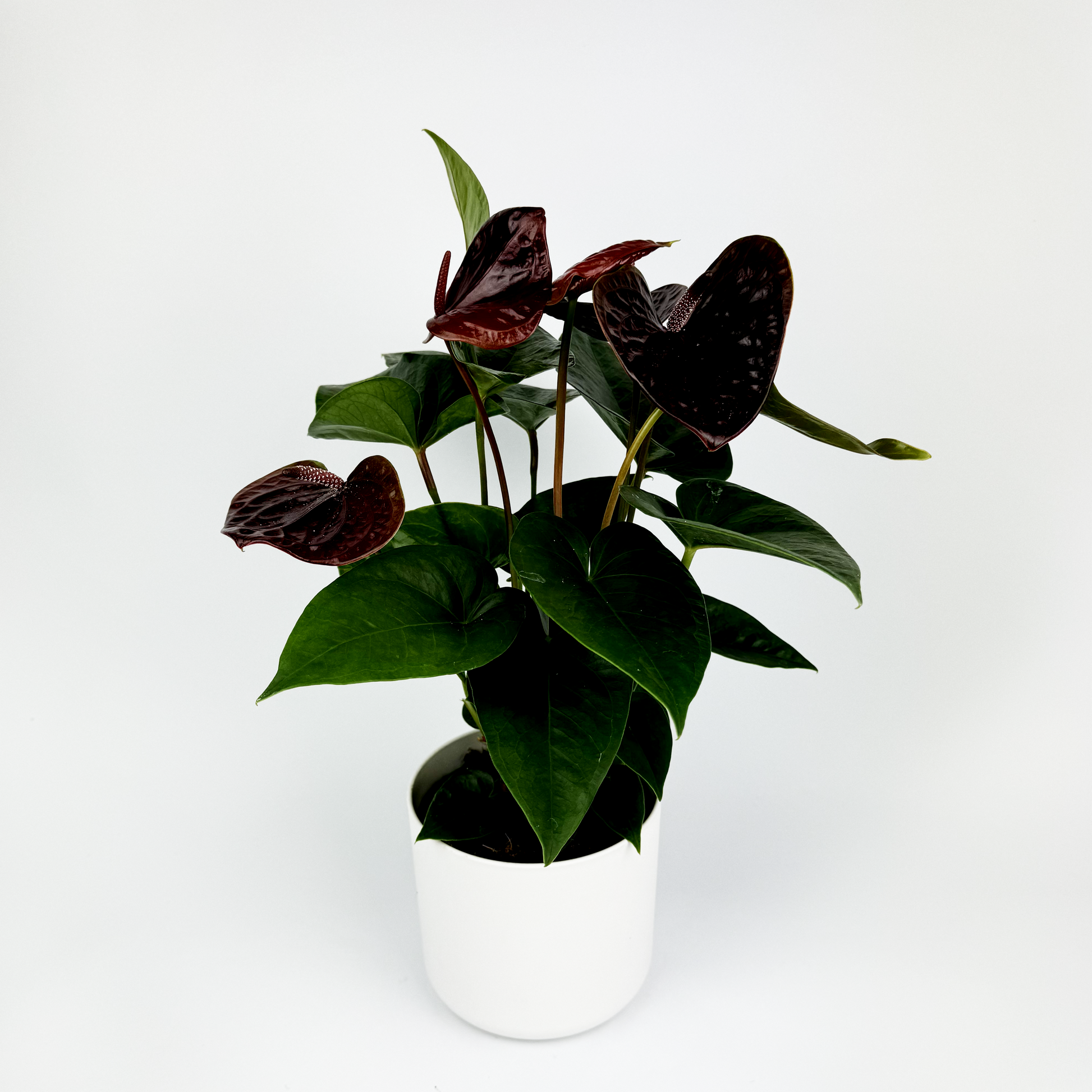 anthurium burgundy Burgundy Anthurium Indoor Houseplant – OH SO Floral