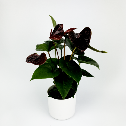 Burgundy Anthurium Indoor Houseplant