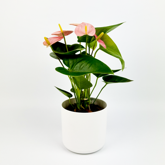 Pink Anthurium Plant Indoor Houseplant