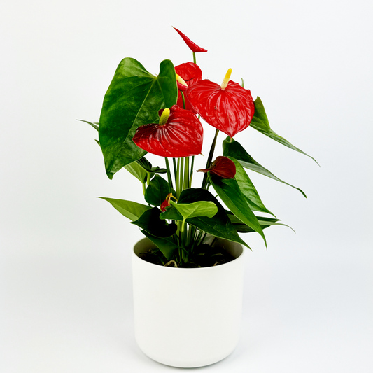 Red Anthurium Indoor Houseplant