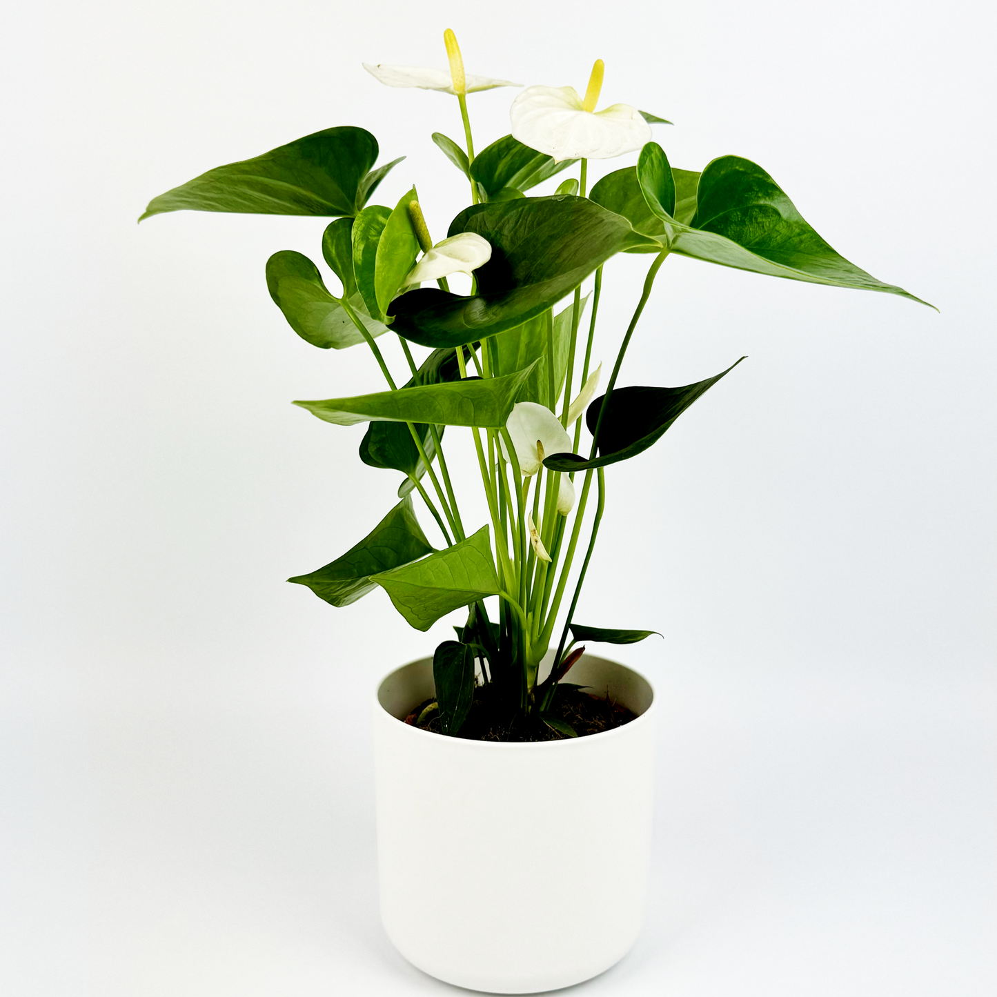 White Anthurium Indoor Houseplant