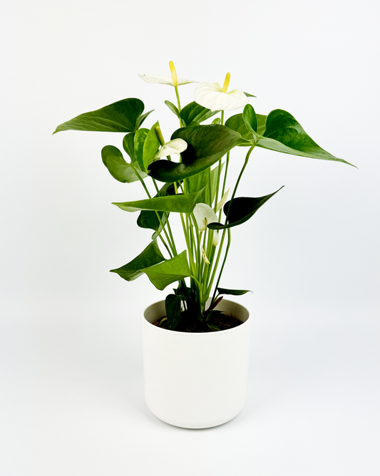 White Anthurium Indoor Houseplant