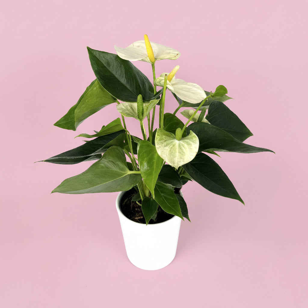 Anthurium And Ceramic Pot Gift Set
