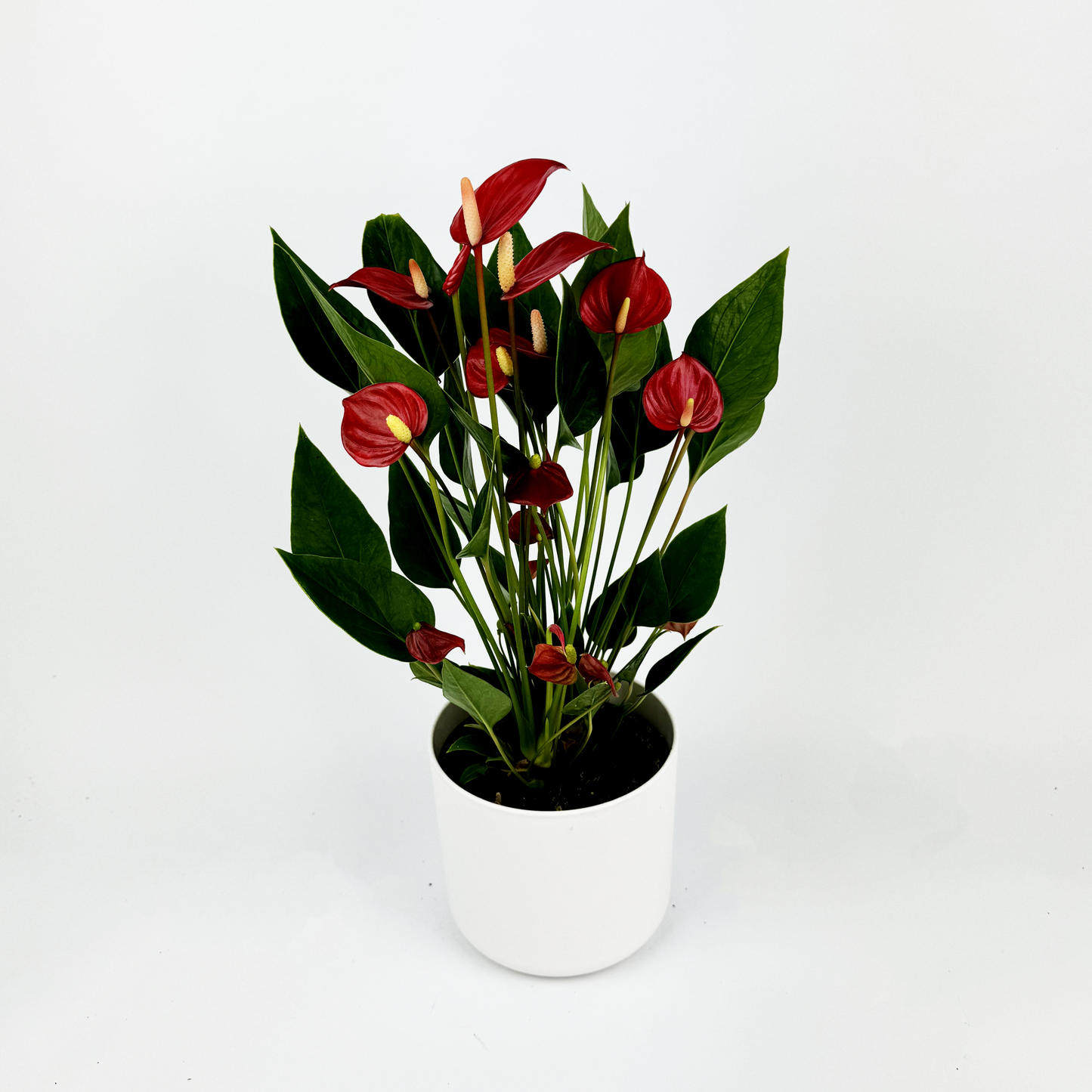 Milli Red Anthurium Indoor Houseplant