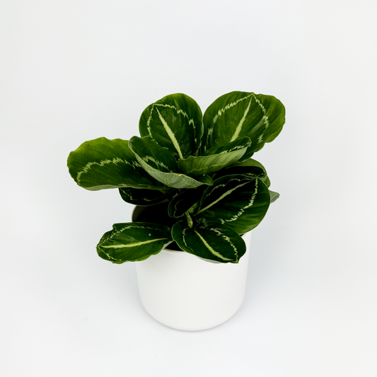 Calathea Apple bee Indoor Houseplant