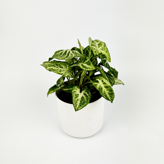 Syngonium Arrow Indoor Plant