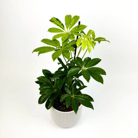 Schefflera Anne Flecked Houseplant