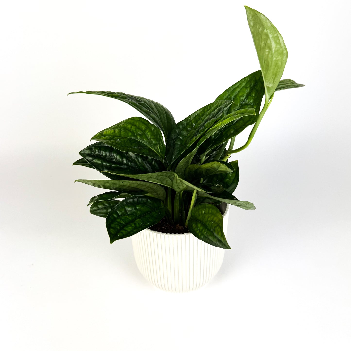 Scindapsus Marble Planet Houseplant