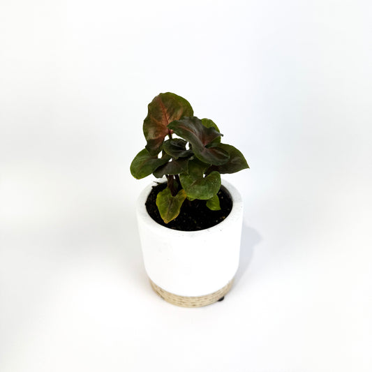 Mini Syngonium Berry Houseplant