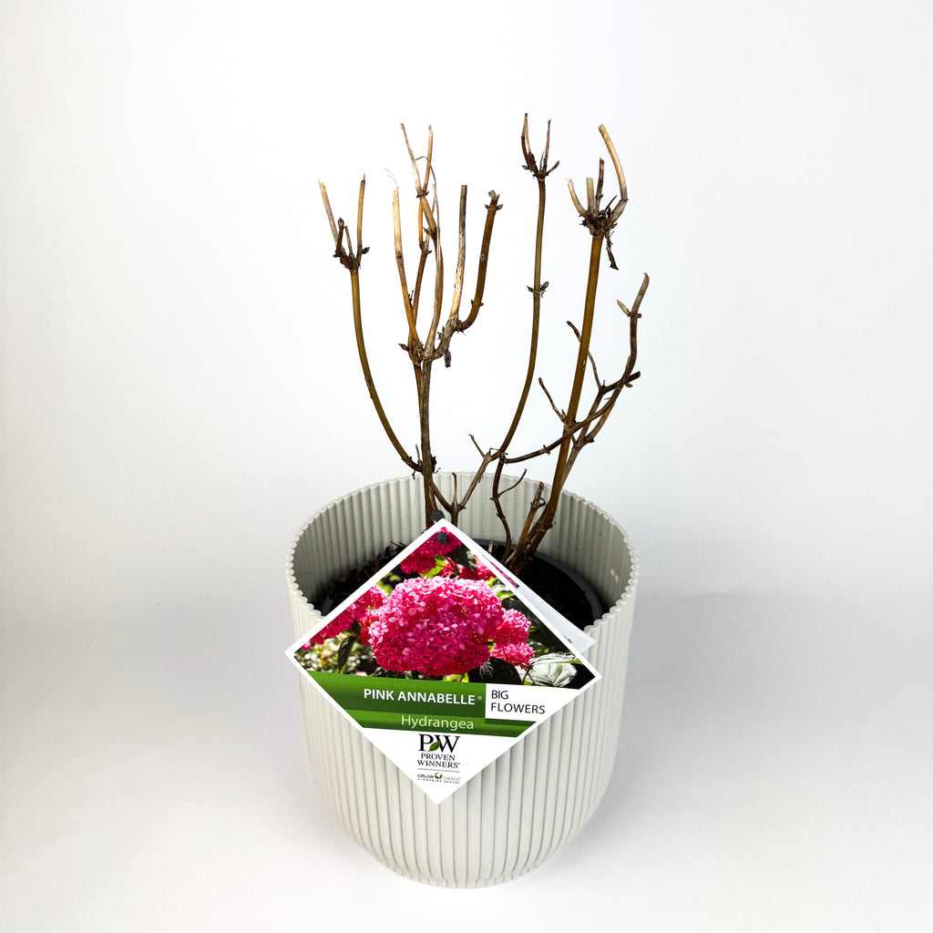 Hydrangea Arborescens Outdoor Plants