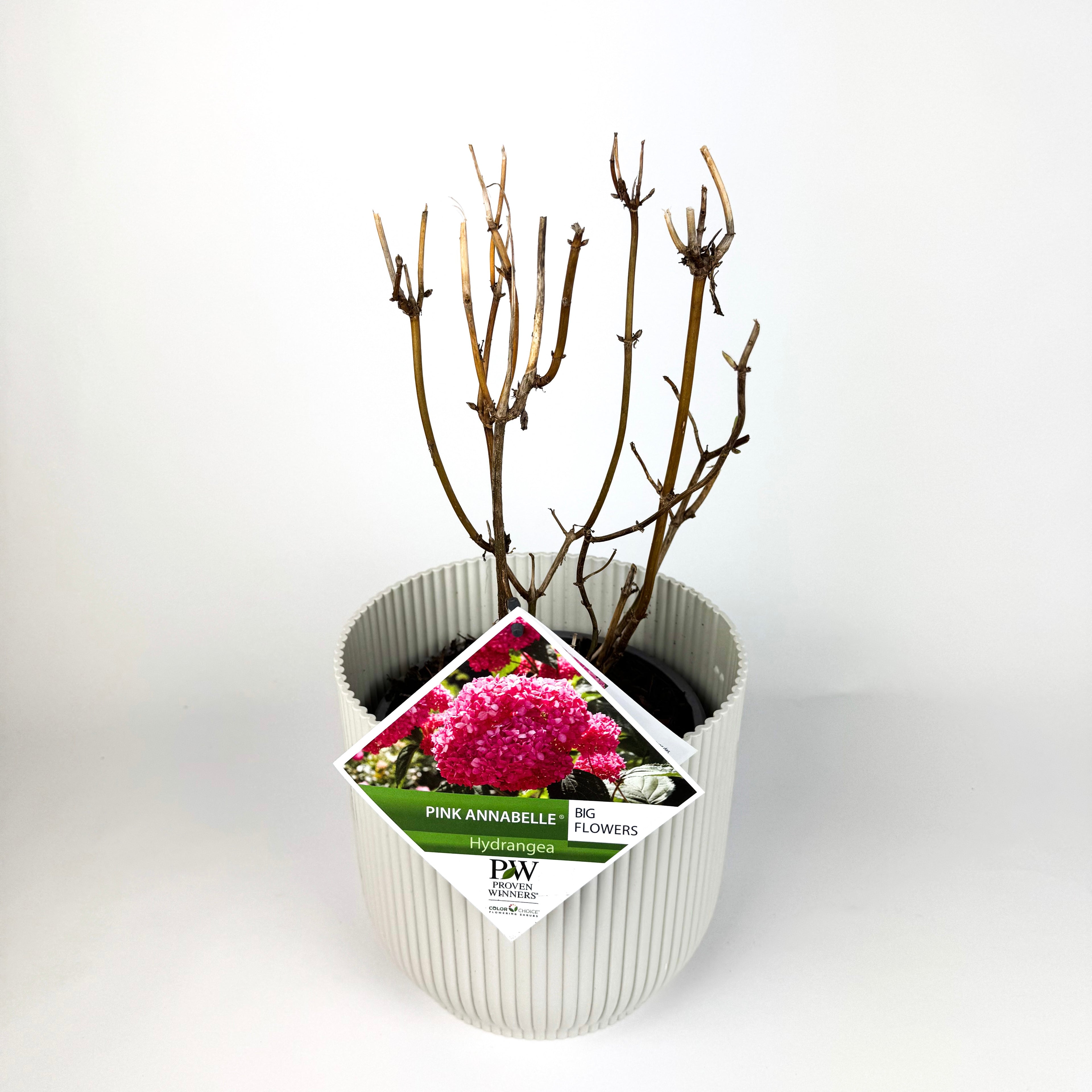 Hydrangea Arborescens Outdoor Plants