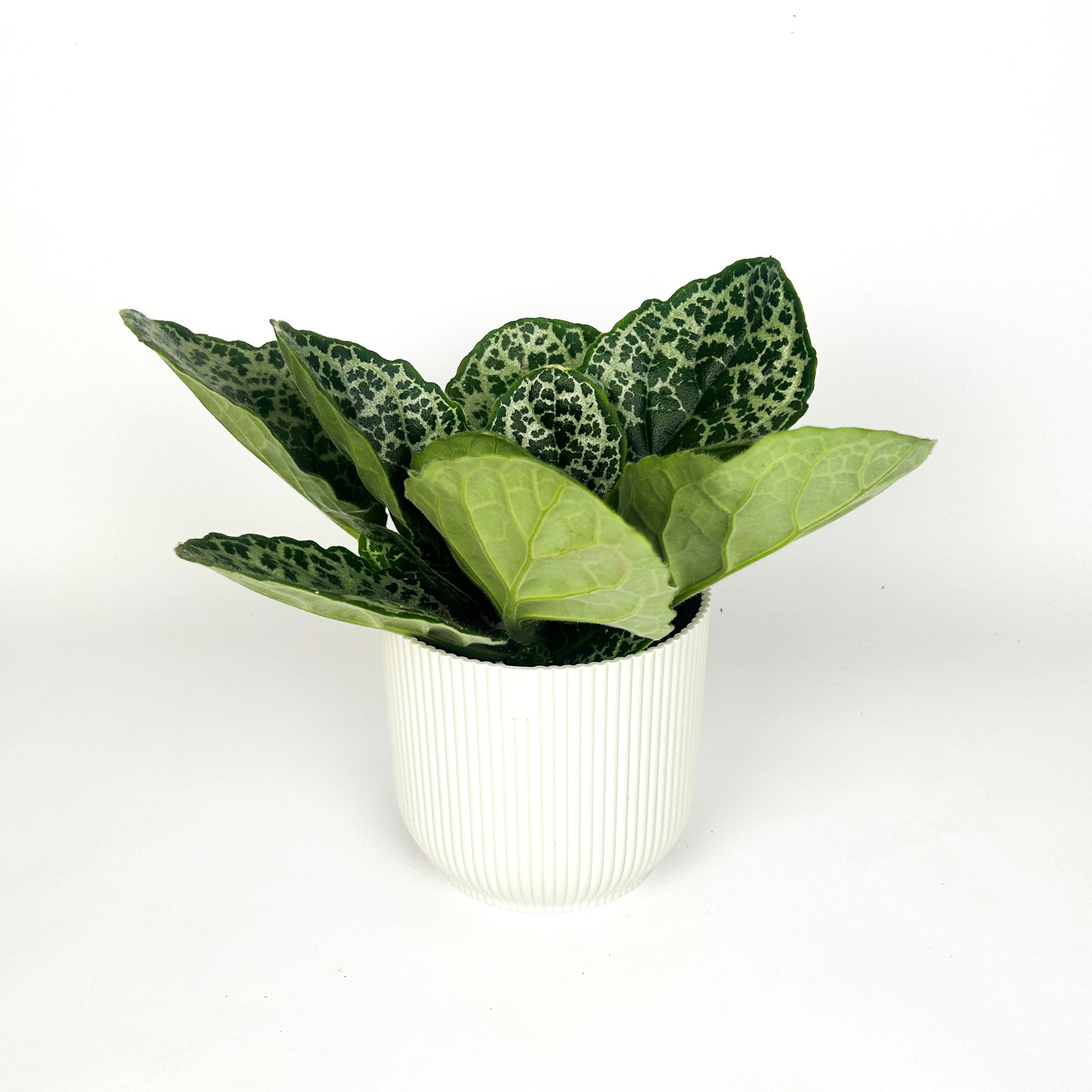 Streptocarpus Pretty Turtle Houseplant