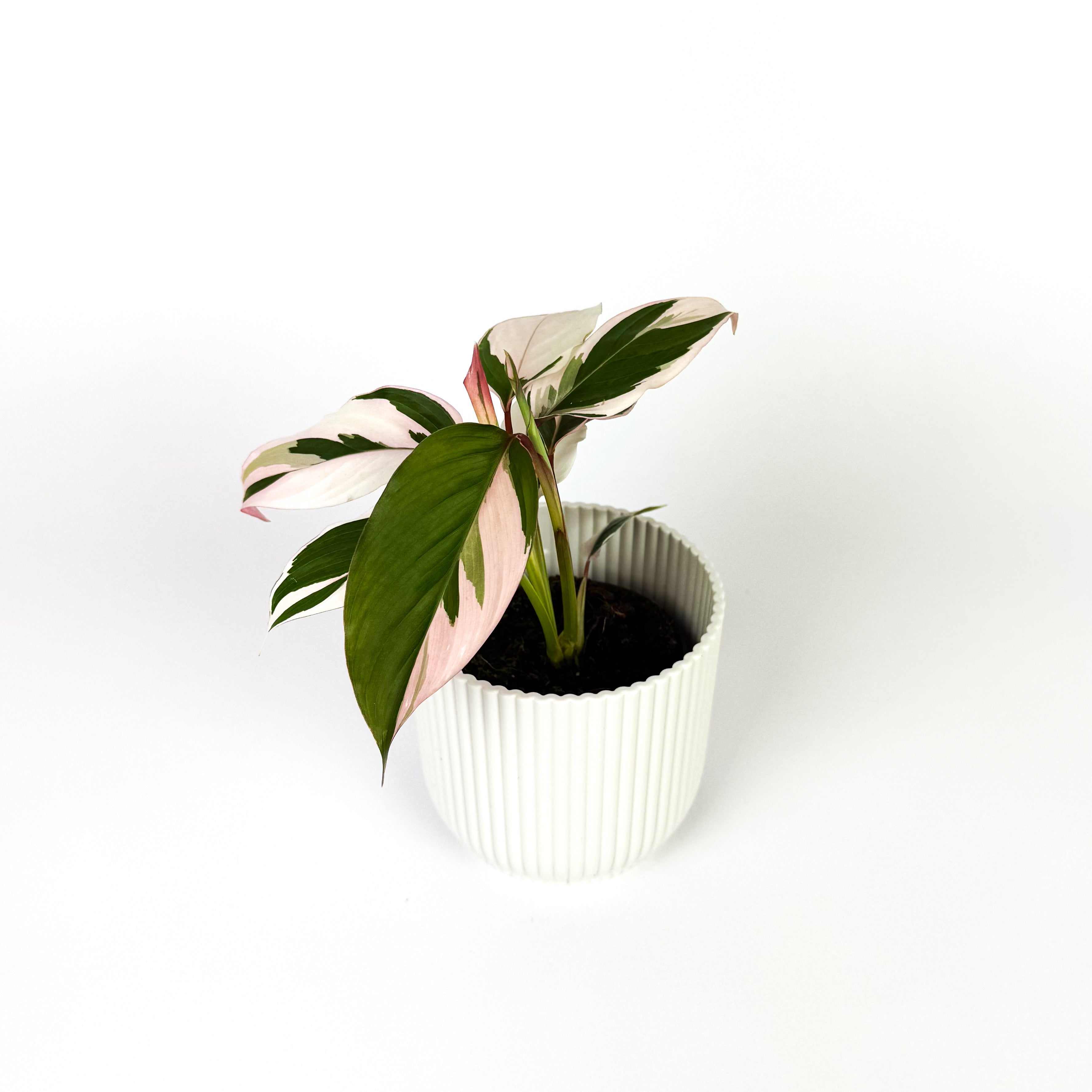 Mini Calathea Princess Dalya Houseplant