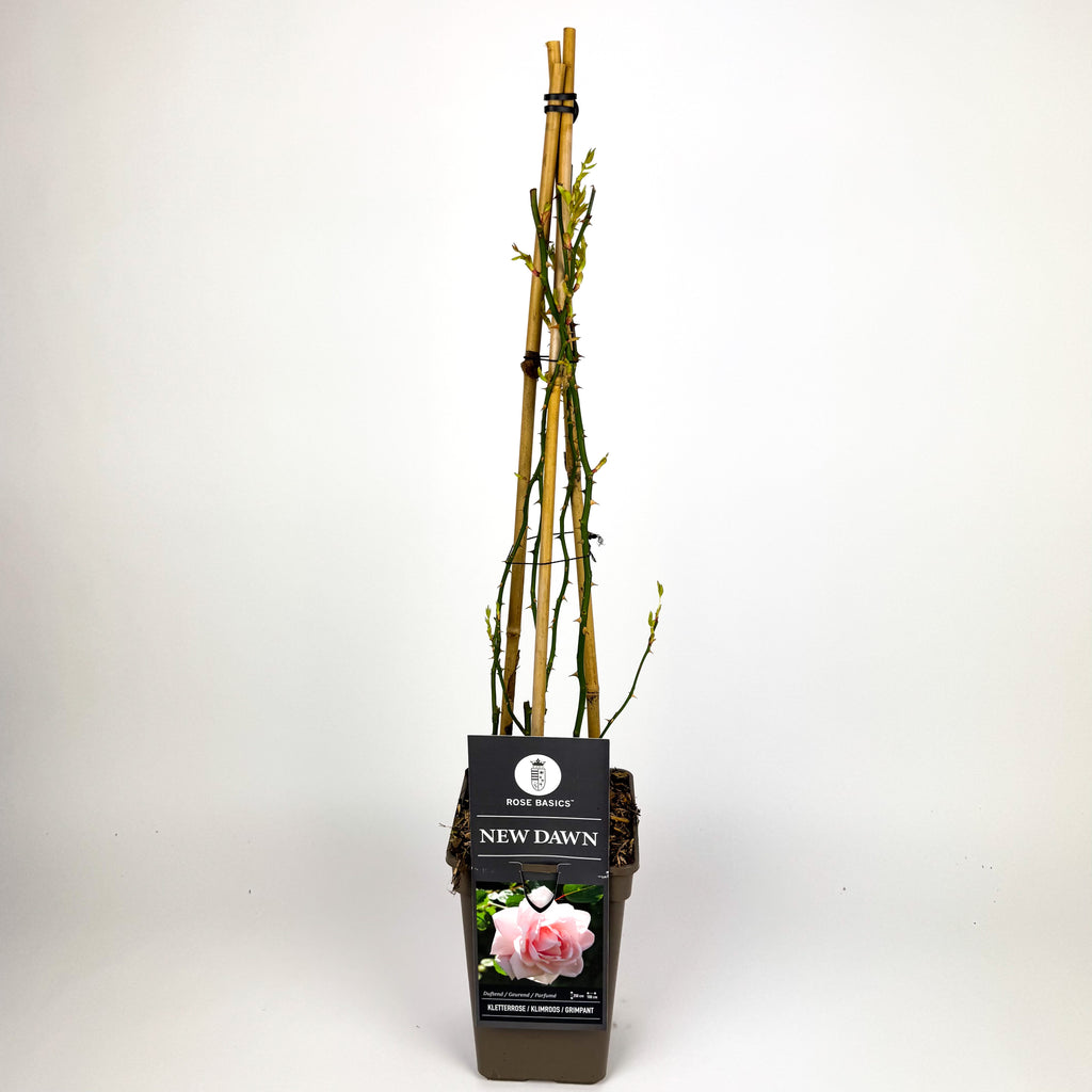 Large Rose climbing Outdoor Plant