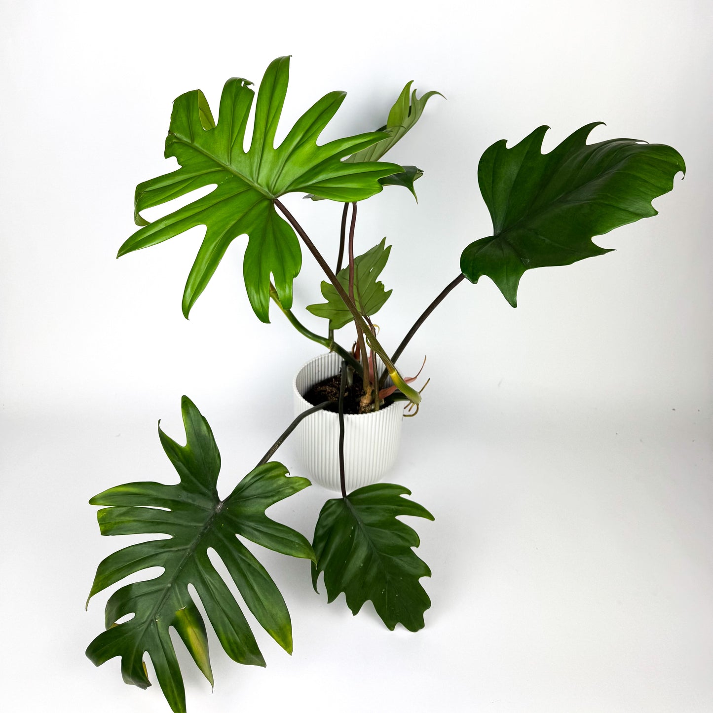 Philodendron Selloum Houseplant