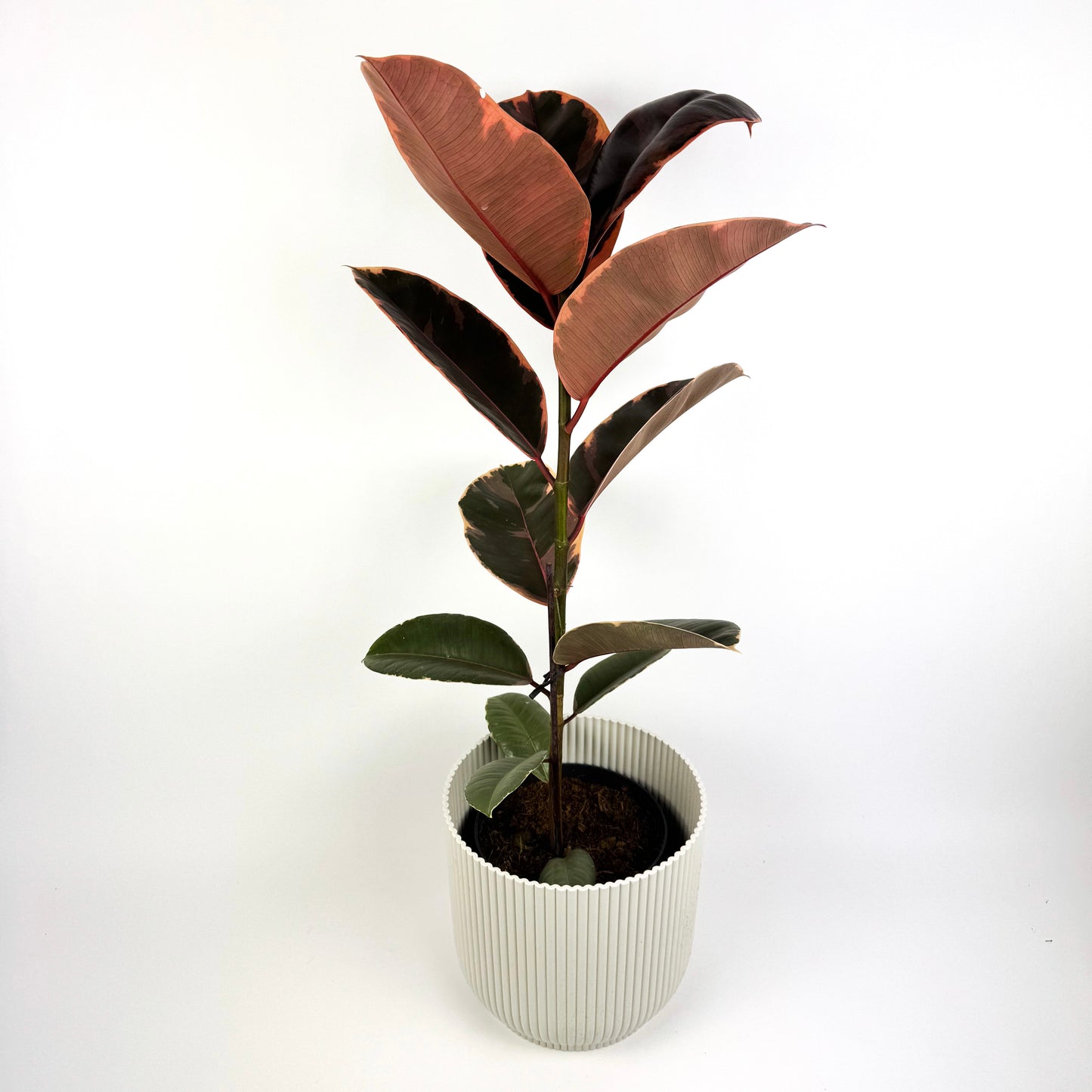 Large Rubber Belize Houseplant