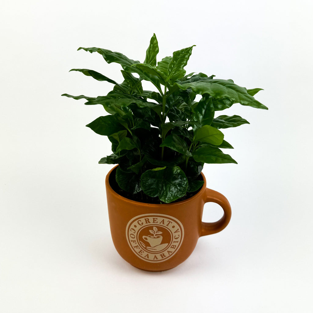 Coffee In Pot Houseplant