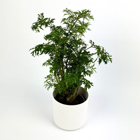 Polyscias Fruticosa Houseplant