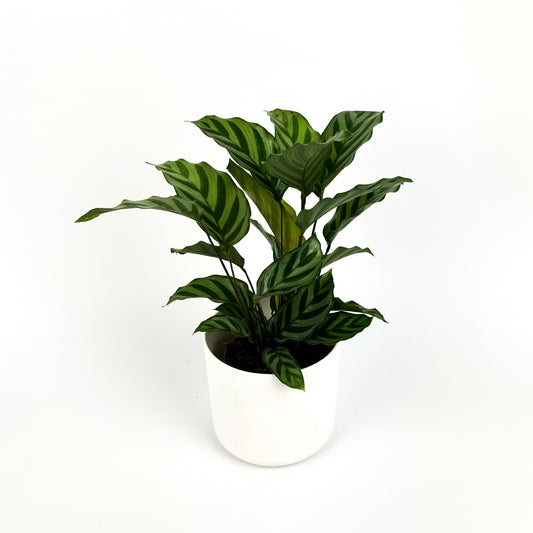 Calathea Freddy Houseplant