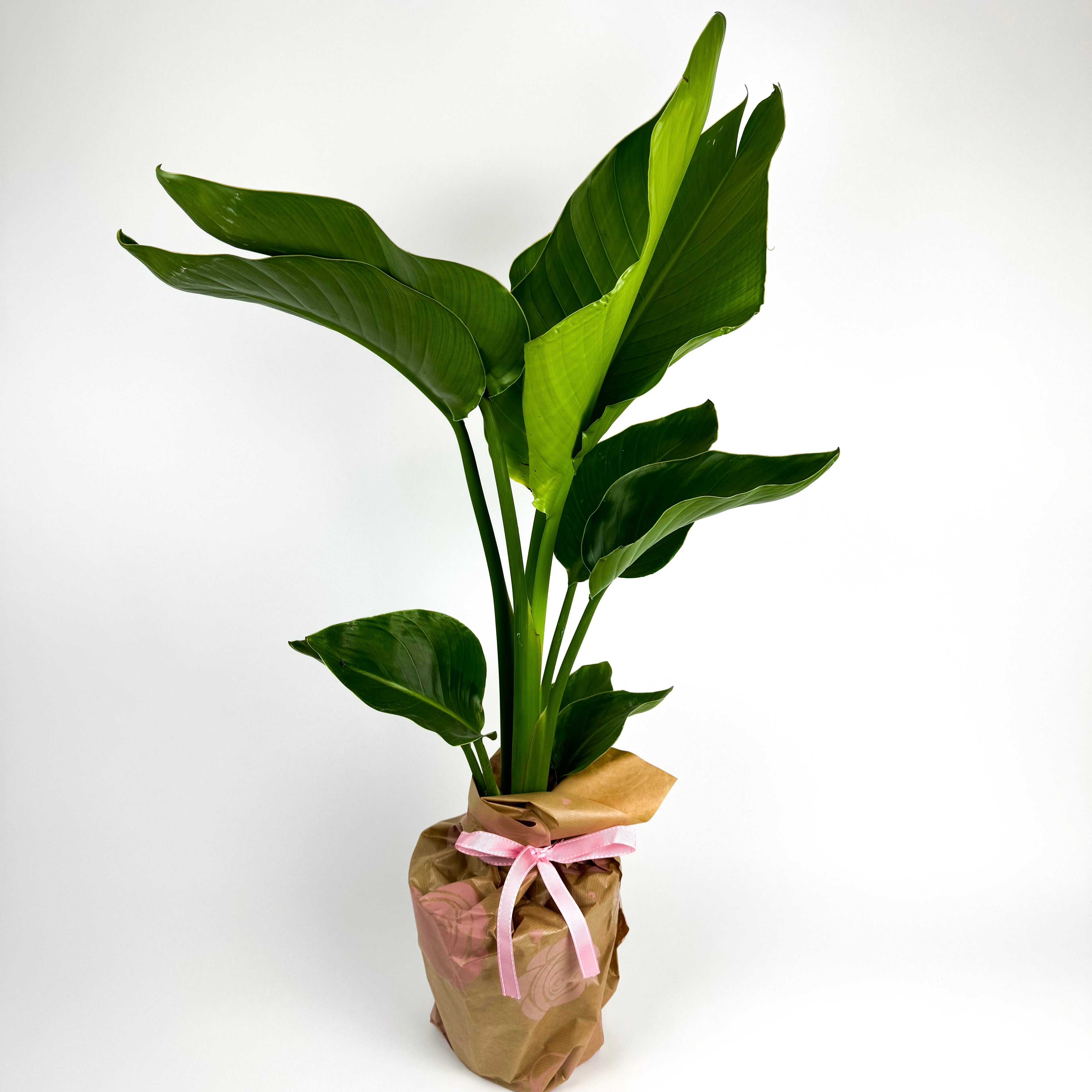 Large Bird Of Paradise 19cm Potsize Houseplant