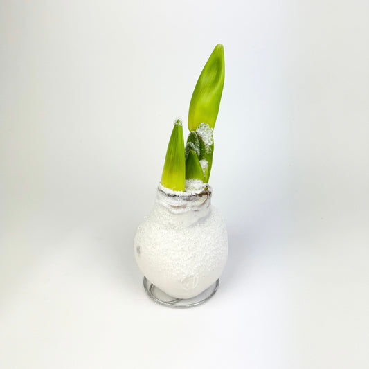 Amaryllis Glitter White Houseplant