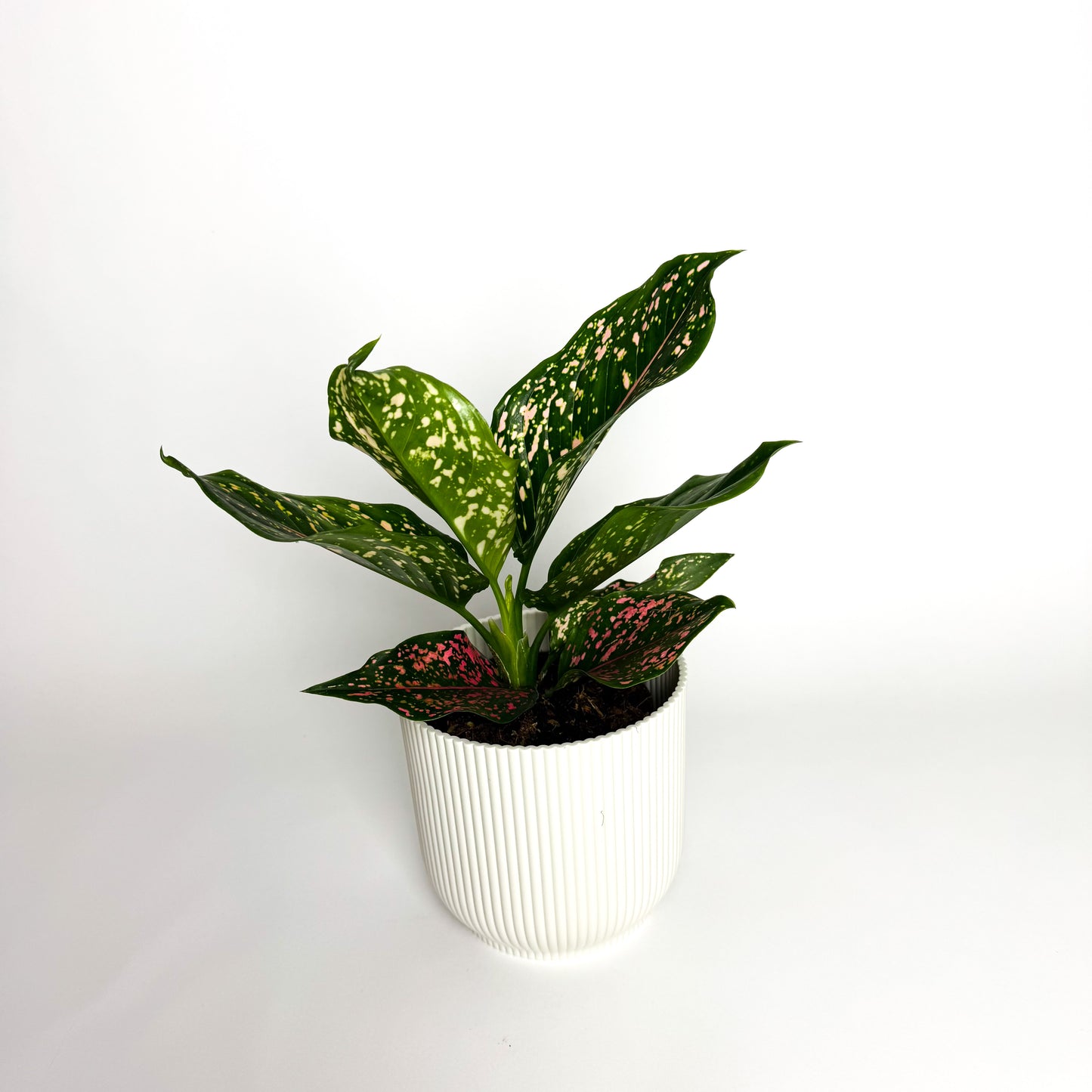 Aglaonema Pink leopard Indoor Houseplant