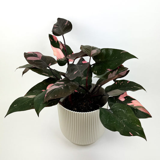 Philodendron Pink Princess 17cm Houseplant