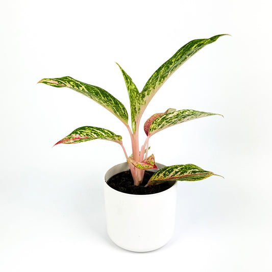 Aglaonema Salmon Fantacy Indoor Houseplant